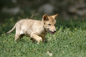 Algonquin wolf (Canis lupus lycaon), puppy runs in the grass, captive, Germany, Europe