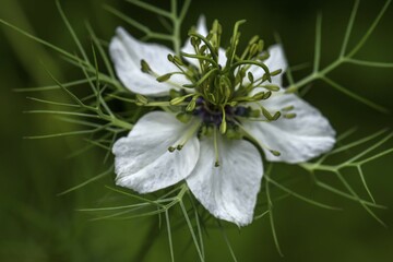 Love-in-a-mist (Nigella damascena), Bavaria, Germany, Europe