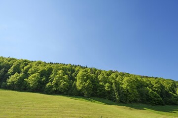 Deciduous trees in spring, Bavaria, Germany, Europe