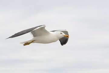Lesser black-backed gull (Larus fuscus), in flight, Texel, North Holland, Netherlands