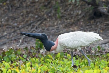 Jabiru (Jabiru mycteria), drinking, Pantanal, Mato Grosso, Brazil, South America