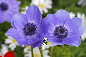 Blue poppy anemone (Anemone coronaria De Caen variety), Schleswig-Holstein, Germany, Europe