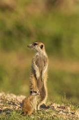 Suricate (Suricata suricatta), adult with young on the lookout, during the rainy season in green surroundings, Kalahari Desert, Kgalagadi Transfrontier Park, South Africa, Africa