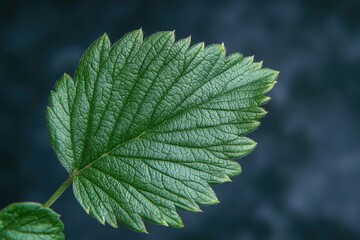 A close-up view of a single leaf on a plant, highlighting its texture and details