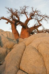African Baobab (Adansonia digitata) between stones, Kubu Island, Botswana, Africa
