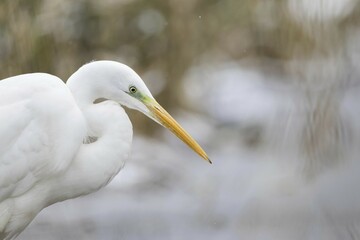 Great egret (Ardea alba), animal portrait, Hesse, Germany, Europe