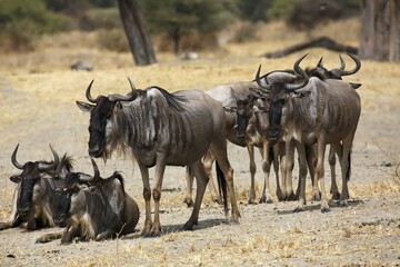 Obraz premium Wildebeest (Connochaetes sp.), small group, Tarangire National Park, Tanzania, Africa