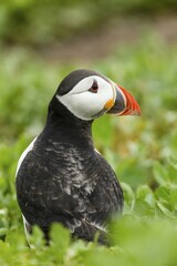 Puffin (Fratercula arctica), Farne Islands, Northumberland, England, United Kingdom, Europe
