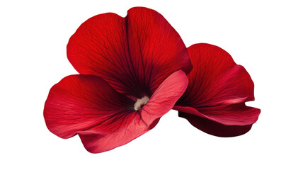 Bright red petals of a flower arranged beautifully on a white background showcasing delicate textures and vibrant color