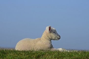 Obraz premium Lamb, domestic sheep (Ovis gmelini aries) sits on dike, Westerhever, Schleswig-Holstein, Germany, Europe