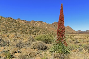 Flowering Echium wildpretii (Echium wildpretii), Las Cañadas del Teide National Park, Tenerife,...