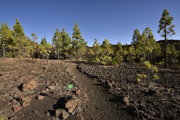 Trail through volcanic landscape with Canary Island pines (Pinus canariensis), Montaña Samara,...