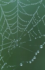 Spider Web with dew drops, North Rhine-Westphalia, Germany, Europe