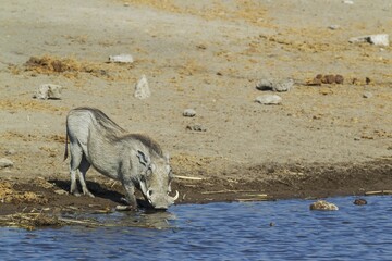 Warthog (Phacochoerus aethiopicus), female, drinking at a waterhole, Etosha National Park, Namibia,...