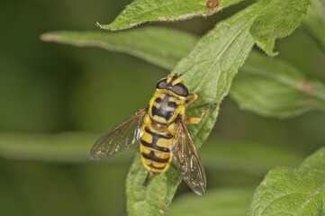 Myathropa Florea (Myathropa Florea) basking, Baden-Württemberg, Germany, Europe