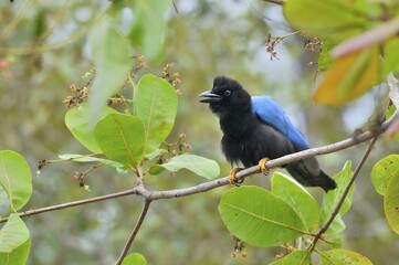 Yucatan jay (cyanocorax yucatanicus), perched, Crooked Tree Wildlife Sanctuary, Belize, Central...