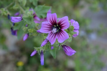 Obraz premium Tree Mallow (Lavatera arborea), blossom, Parque Nacional de Cabrera, Cabrera National Park, Cabrera Archipelago, Majorca, Balearic Islands, Spain, Europe