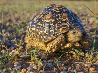 Leopard Tortoise (Geochelone pardalis), Ongaya Game Reserve, Outja, Namibia, Africa
