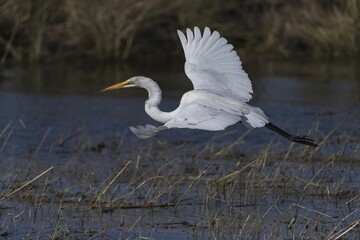 Great egret, also common or large egret (Ardea alba) in flight, Chobe River, Chobe National Park, Botswana, Africa