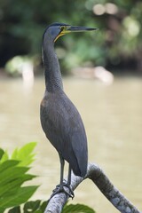 Fasciated tiger heron (Tigrisoma fasciatum) standing  alertly on branch on water, Limón Province,...