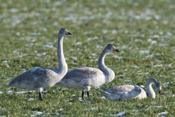 Juvenile Whooper Swans (Cygnus cygnus) in meadow with hoarfrost, Emsland, Lower Saxony, Germany, Europe