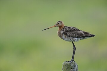 Black-tailed Godwit (Limosa limosa) perched on a post, Texel, The Netherlands, Europe
