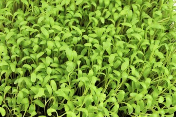 Garden cress (Lepidium sativum)