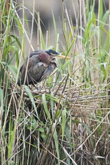 Purple heron (Ardea purpurea) at nest in reed, Baden-Württemberg, Germany, Europe