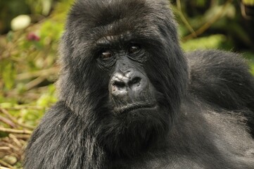 Obraz premium Mountain Gorilla (Gorilla beringei beringei) from the Hirwa group at the foot of the Gahinga Volcano, Parc National des Volcans, Volcanoes National Park, Rwanda, Africa