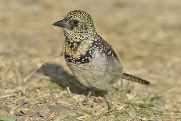 D'Arnaud's Barbet (Trachyphonus darnaudii), Serengeti, Tanzania, Africa