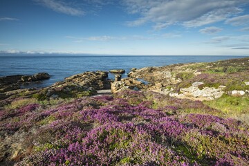 Rugged coastal landscape with flowering heather (Ericaceae) on the Moray Firth at Tarbat Ness,...