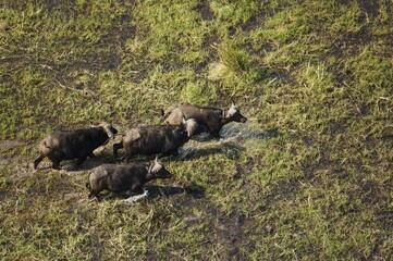 Cape Buffaloes (Syncerus caffer caffer), four bulls roaming in a freshwater marsh, Okavango Delta, Botswana, Africa