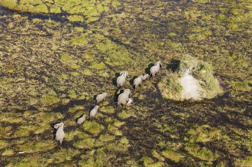 African Elephants (Loxodonta africana), breeding herd, roaming in a freshwater marsh, aerial view,...