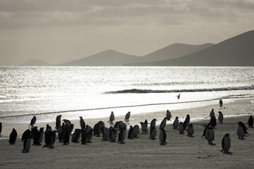 Gentoo Penguins (Pygoscelis papua), Saunders Island, Falkland Islands, South America