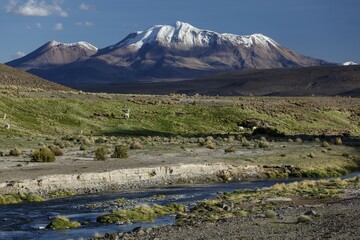 Snow covered volcano Parinacota, with Lamas at a mountain river, Putre, Region de Arica y...