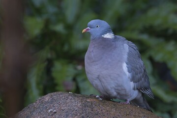 Wood Pigeon (Columba palumbus), Emsland, Lower Saxony, Germany, Europe