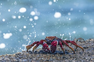 Red rock crab (Grapsus adscensionis) on wet rock, Tenerife, Canary Islands, Spain, Europe
