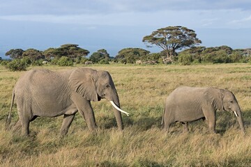 Obraz premium African elephants (Loxodonta africana), elephant cow with young animal, Amboseli National Park, Kenya, Africa