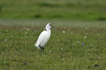 Little egret (Egretta garzetta) with open beak, Texel, North Holland, Netherlands