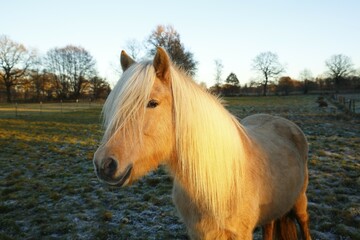 Isabel colored Iceland Pony in last evening light, Iceland Pony, Iceland horse (Equus islandicus)...