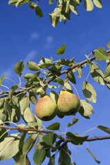 Organic pears on the tree