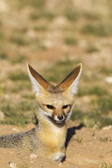 Cape Fox (Vulpes chama), resting at its burrow, portrait, Kalahari Desert, Kgalagadi Transfrontier Park, South Africa, Africa