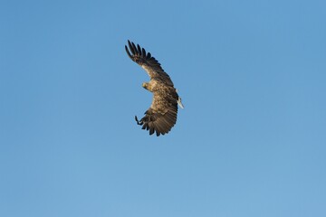White-tailed Eagle or Sea Eagle (Haliaeetus albicilla), in flight, Mecklenburg Lake District, Mecklenburg-Western Pomerania, Germany, Europe