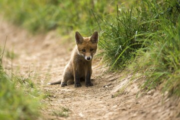 Red Fox (Vulpes vulpes), sitting, Young Animal, Puppy, Baden-Württemberg, Germany, Europe