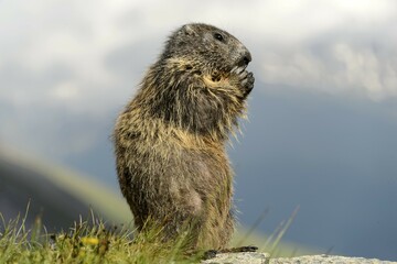 Marmot (Marmota Marmoto), High Tauern National Park, Nationalpark Hohe Tauern, Grossglockner High Alpine Road, Austria, Europe