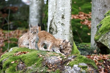 Eurasian lynx (Lynx lynx), mother with two kittens, cuddling, captive, Germany, Europe