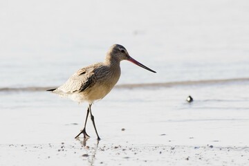 Bar-tailed Godwit (Limosa lapponica), Praslin, Seychelles, Africa