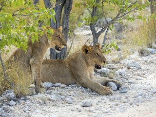 Young lionesses (Panthera leo) lying on roadside, Okaukuejo, Etosha National Park, Namibia, Africa
