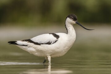 Fototapeta premium Pied Avocet (Recurvirostra avosetta), standing in water, Bács-Kiskun, Hungary, Europe