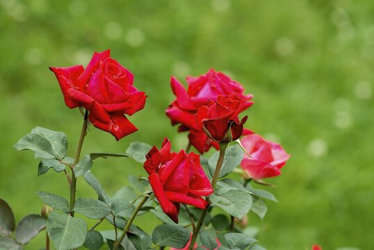 National Florentina rose flower Government Rose Garden Centenary Rose Park in Vijayanagaram at Ooty Udhagamandalam, Nilgiris, Tamil Nadu, South India, India, Asia